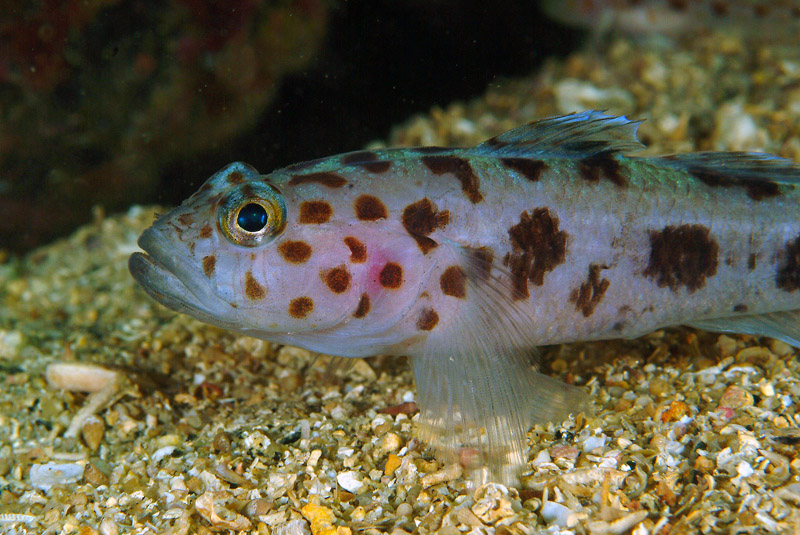 Thorogobius ephippiatus